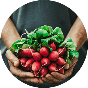 Fresh Vegetables
