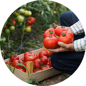 Fresh Tomatoes