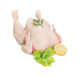 Fresh Full Chicken