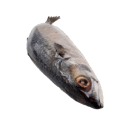 Ocean Pomfret Fish