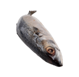 Ocean Pomfret Fish