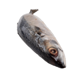Ocean Pomfret Fish