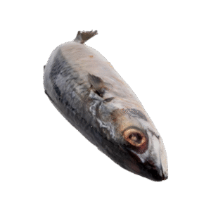 Ocean Pomfret Fish