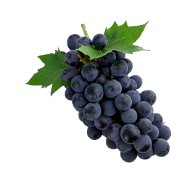 Vegan Grasp Shrubs
