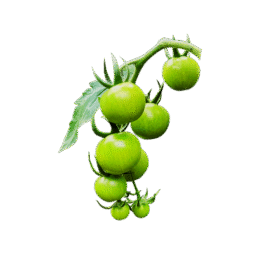 Green Cherry Tomato