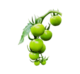 Green Cherry Tomato