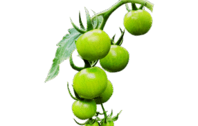 Green Cherry Tomato