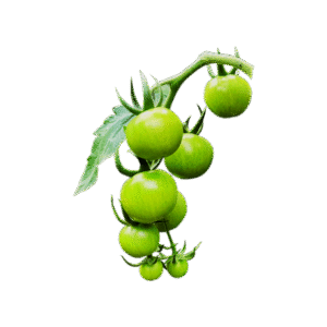 Green Cherry Tomato