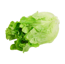 Green Ve Cabbage