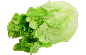Green Ve Cabbage
