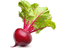 Vegan Fresh Radish