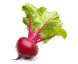 Vegan Fresh Radish